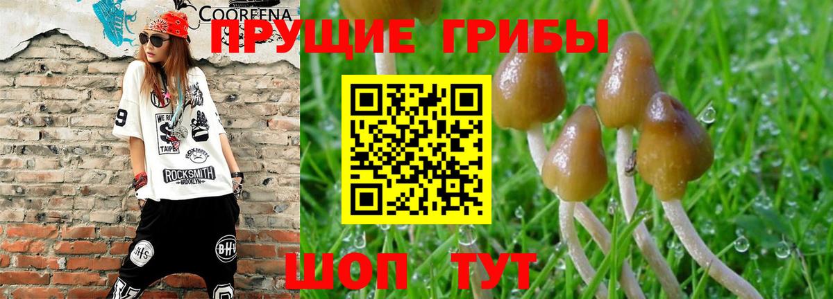 Нижнекамск  Псилоцибиновые грибы GOLDEN TEACHER  Галлюциногенные грибы прущие грибы  Вход с VPN 